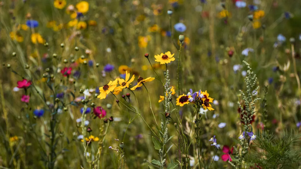 10 Common Mistakes to Avoid When Planting a Wildflower Meadow
