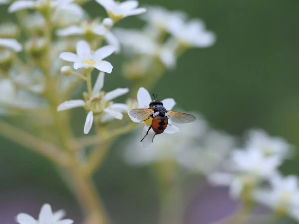 How to Create a Wildflower Meadow in a Small UK Garden: A Step-by-Step Guide