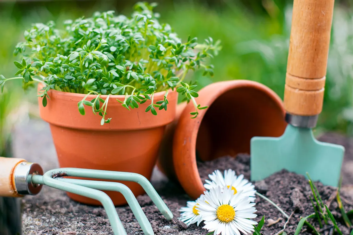 How to Prepare and Sow a Wildflower Meadow on Heavy Clay Soil: A Step-by-Step UK Guide