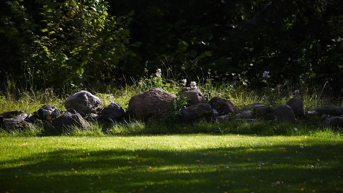 Meadow Planting vs Traditional Lawn: Which Is Better for UK Gardens?